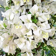 Miss Alice Bougainvillea Seeds