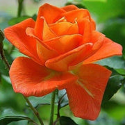Dark Orange Osiria Rosa spp. Seeds
