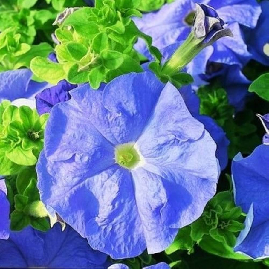 Sky Blue Petunia Seeds