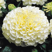 American Eskimo Marigold Seeds