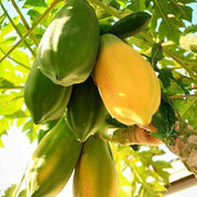 Mixed Papaya Seeds