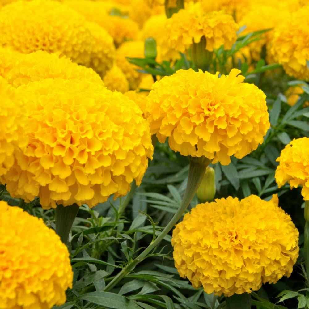 Bright Marigold Seeds