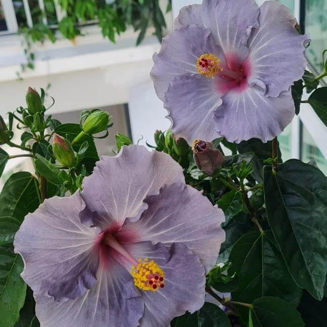 Dark Gray Hibiscus Seeds