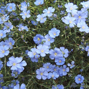 Regatta Wildflower Mix Seeds