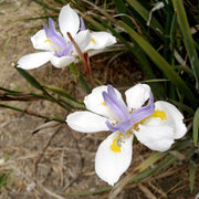 Fortnight Lily Seeds, Dietes Iridioides