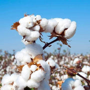 White Cotton Seeds