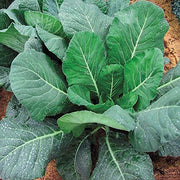 Champion Collard Greens Seeds