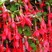 Double Red Fuchsia Seeds