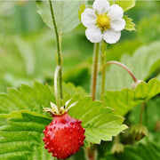 Fragaria vesca Strawberry Seeds