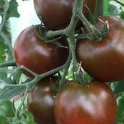 Chocolate Tomato Seeds