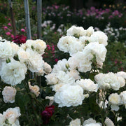 Wildflower Mix White Climbing Rose Seeds
