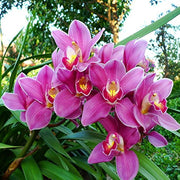 Orchid Cymbidium Seeds