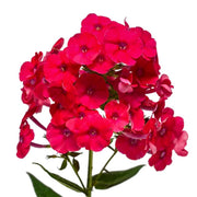 Red Phlox Seeds