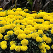 African Yellow Marigold Seeds