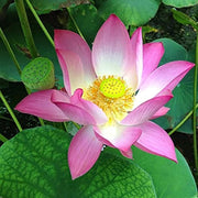 Mini Dwarf Lotus Seeds