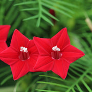 Wildflower Mix Ipomea Seeds