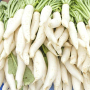 Smooth White Daikon Radish Seeds
