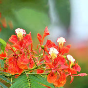 Delonix regia Royal Poinciana Seeds