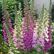 Colorful Foxglove Seeds