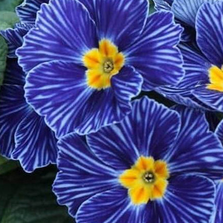 Blue Zebra Primula Seeds