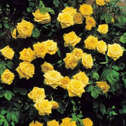 Bright Yellow Rose Seeds