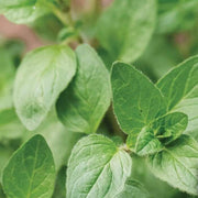Greek Oregano Seeds, Herbal