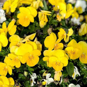 Yellow Johnny Jump Up Seeds
