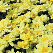 Creme Color Marigold Seeds