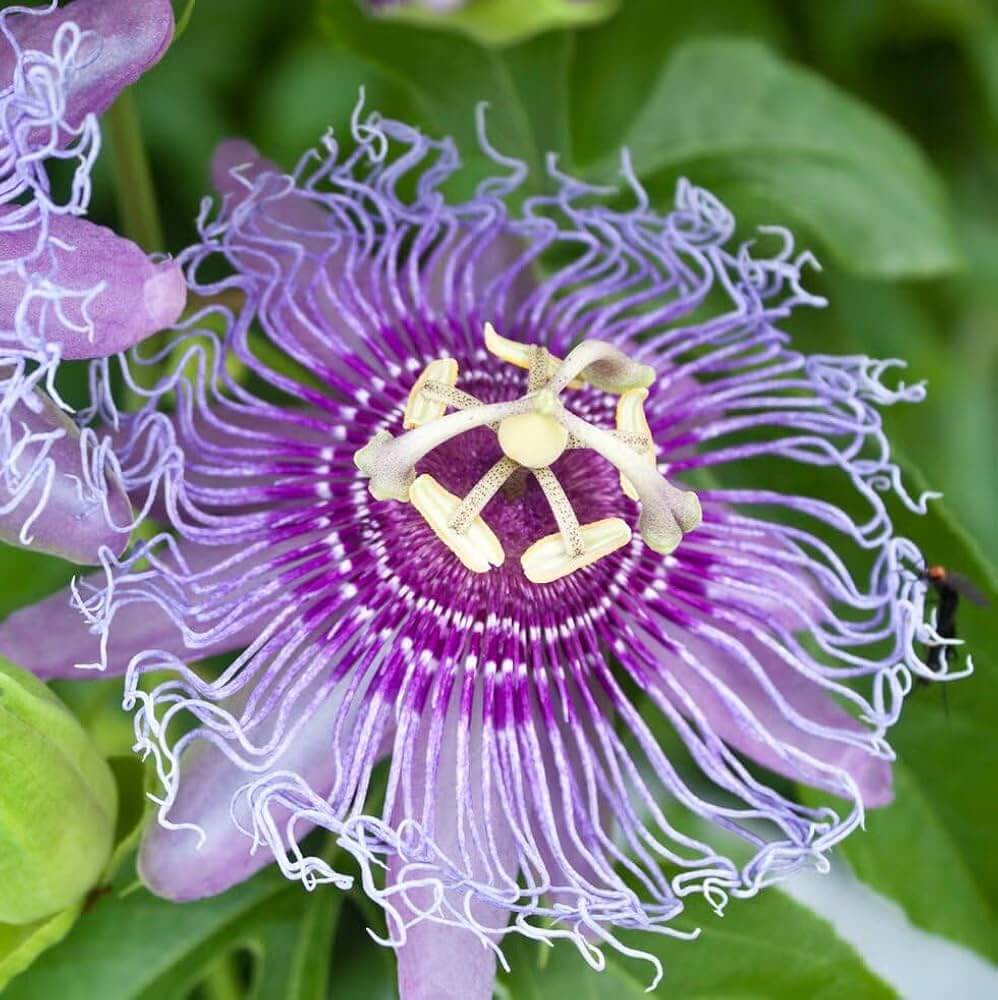 Purple Maypop Passion Seeds