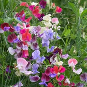 Heirloom Mixed Sweet Pea Seeds