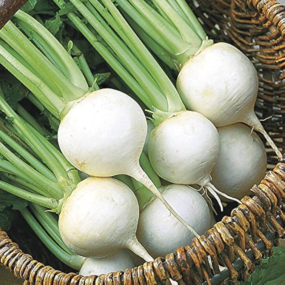 White Turnip Seeds