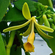 Planifolia Orchid Vanilla Seeds