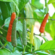 Longum Pepper Seeds