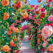 Mix Climbing Rose Seeds
