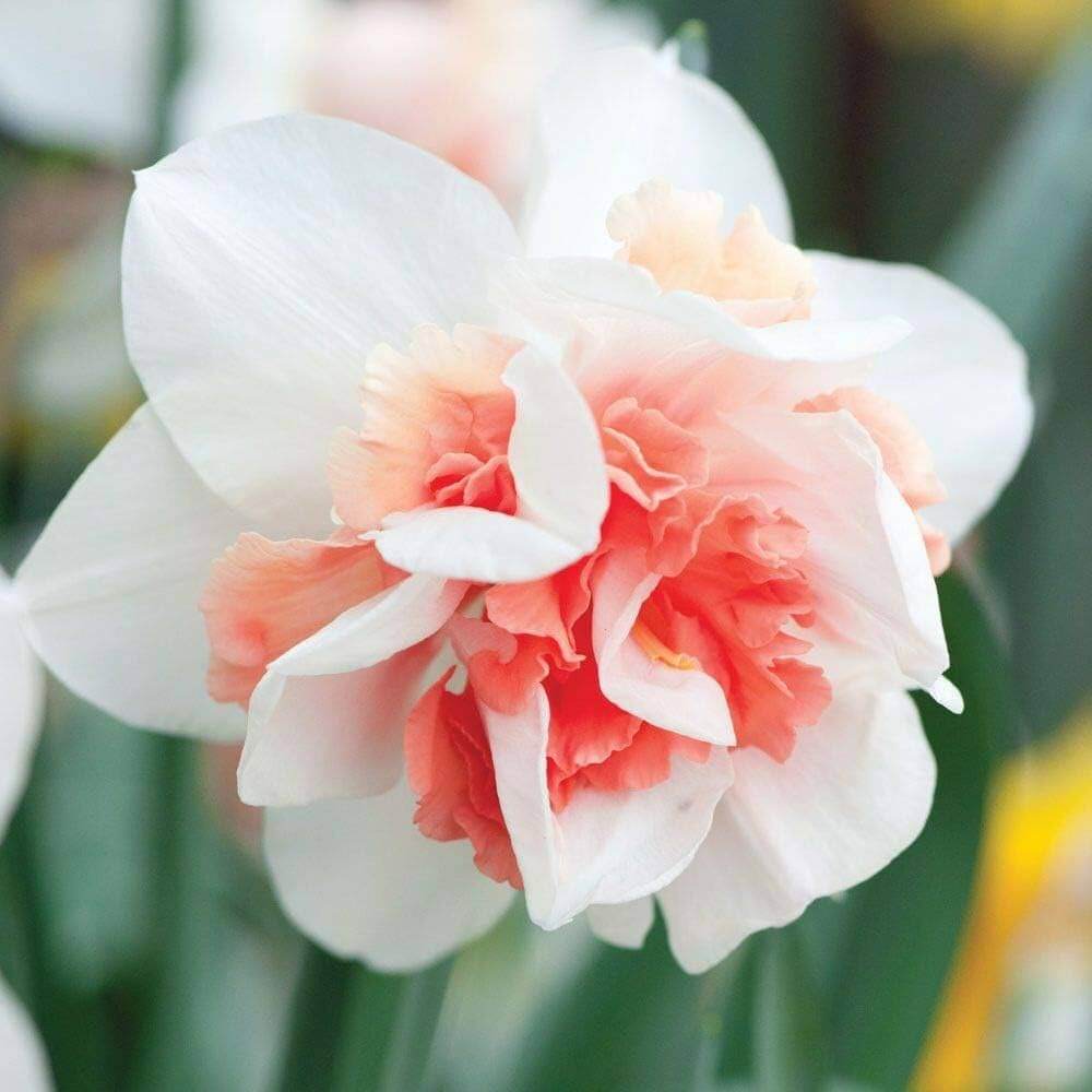 Red Double-Petal Daffodil Seeds - Flower Plant