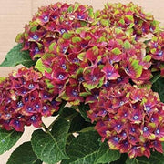 Green Red Hydrangea Seeds