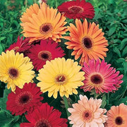 Mixed Gerbera Daisy Seeds