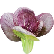 Dark Purple Bok Choy Seeds
