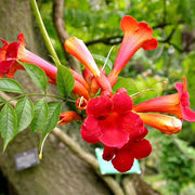 Red Trumpet Vine Seeds