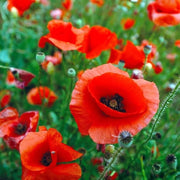 Red Papaver Poppy Seeds