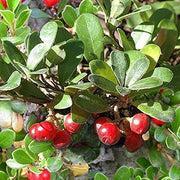 Bearberry Arctostaphylos Berry Seeds