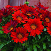 Red Orange Gazania Seeds