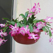 Christmas Zygocactus Seeds