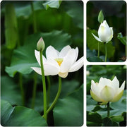 Water Lily Lotus Seeds