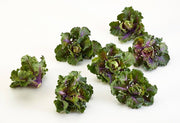 Kalettes Seeds