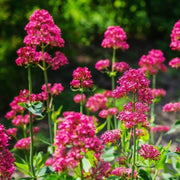 Red Jupiter's Beard Seeds, Herbal