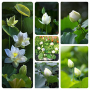 Water Lily Lotus Seeds