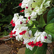 Vine Clerodendrum Thomsoniae Seeds
