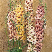 Antique Rose Verbascum Seeds