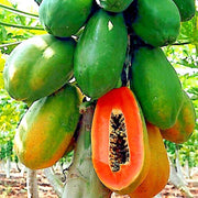 Red Lady Papaya Seeds